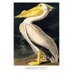 Akustik billede American White Pelican 57x80 cm