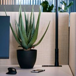 Plante Aloe vera 55 cm, inkl. krukke