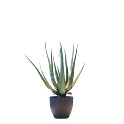 Plante Aloe vera 55 cm, inkl. krukke