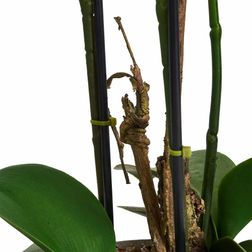 Plante Orkide 42 cm, hvid