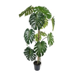 Plante Monstera 150 h cm