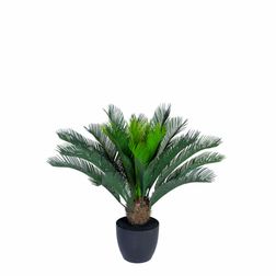 Plante Cycas Palme 70h cm