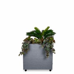 Plante Cycas Palme 70h cm