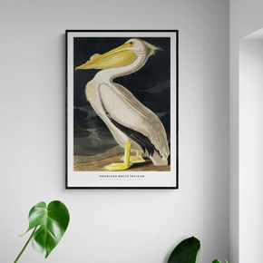 Akustik billede American White Pelican 80x112 cm