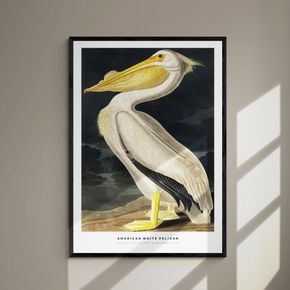 Akustik billede American White Pelican 80x112 cm