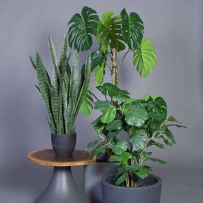 Plante Bajonet 90 cm inkl krukke