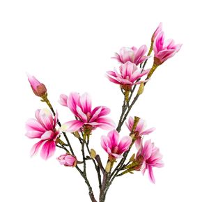 Plante Magnoliatræ 75 cm