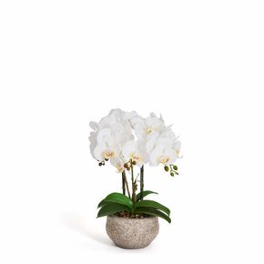 Plante Orkide 42 cm, hvid