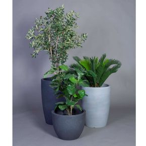 Plante Cycas Palme 70h cm