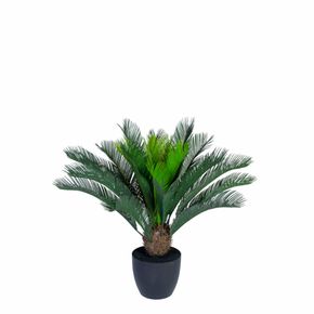 Plante Cycas Palme 70h cm