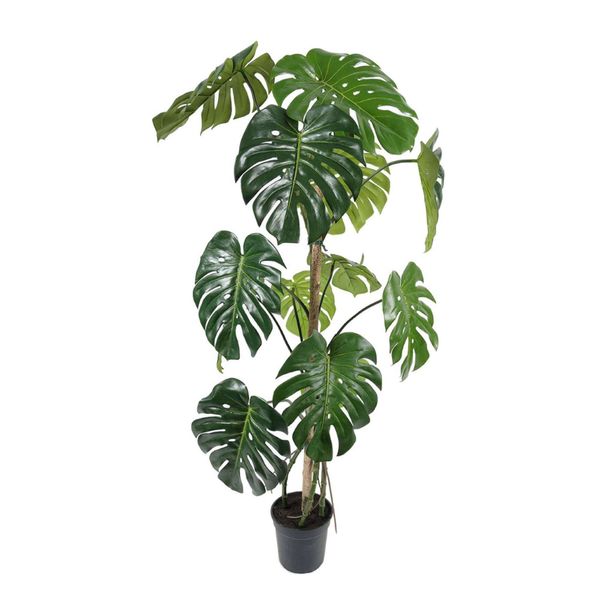 Plante Monstera 150 h cm